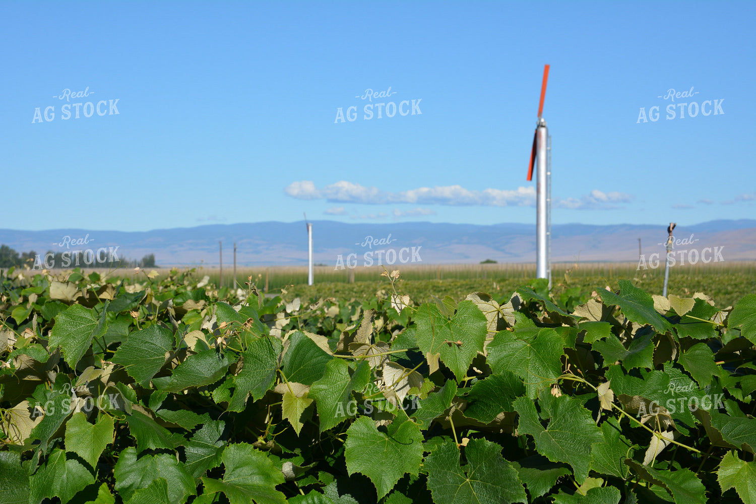 Grape Vines 198008