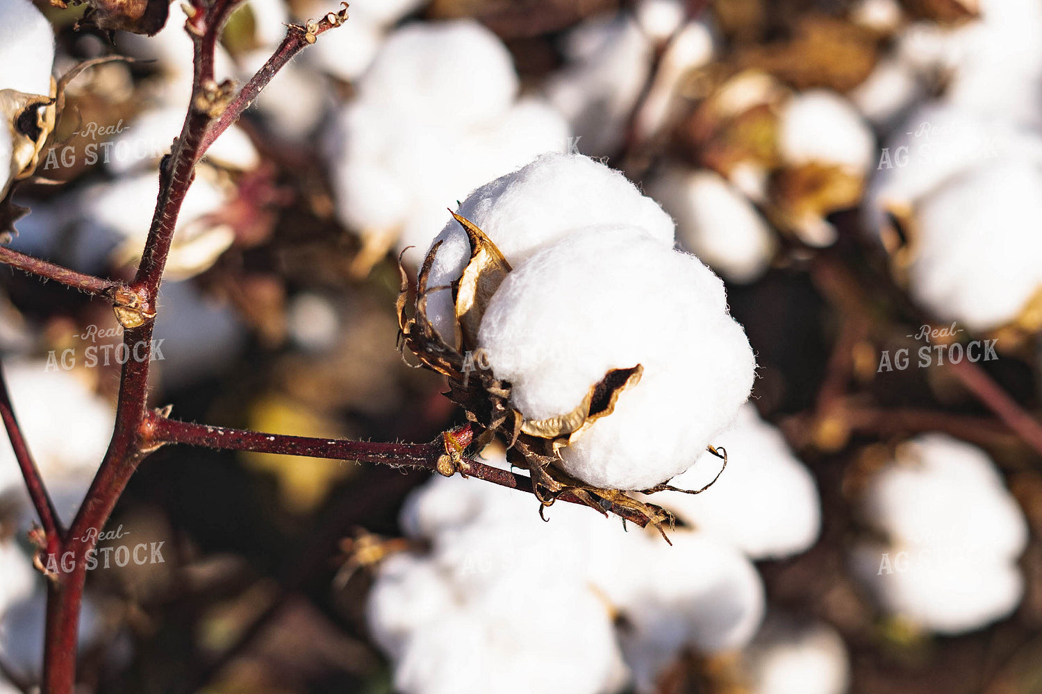 Up Close Cotton 91016