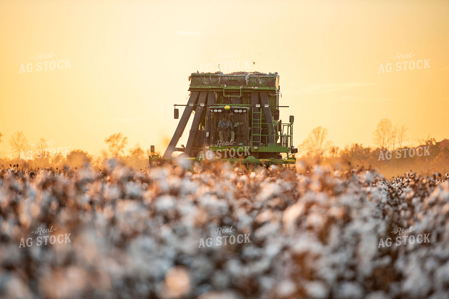 Cotton Harvest 136164
