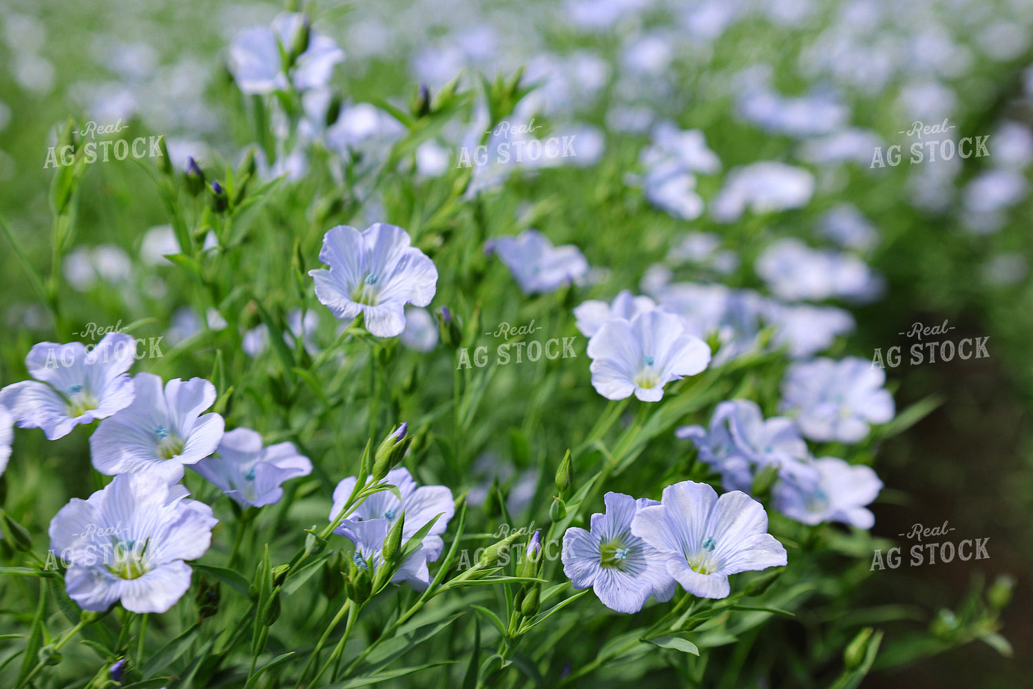 Flowering Flax 187111