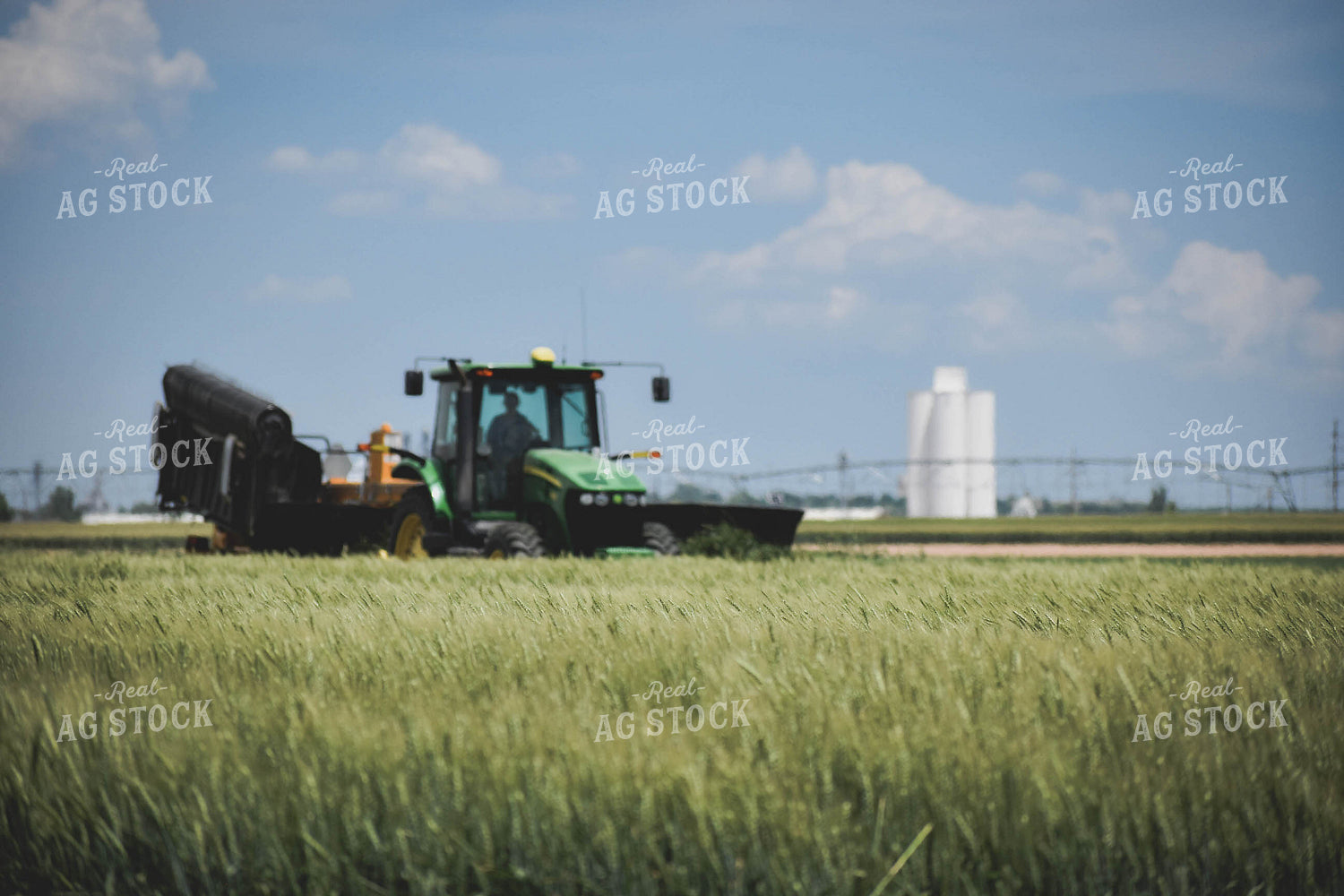 Cutting Wheat 56107