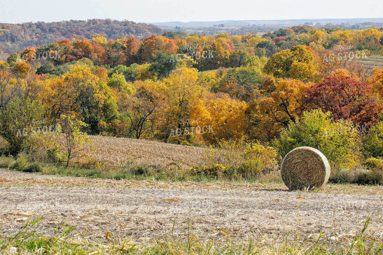 Hay Bale in Field 145005