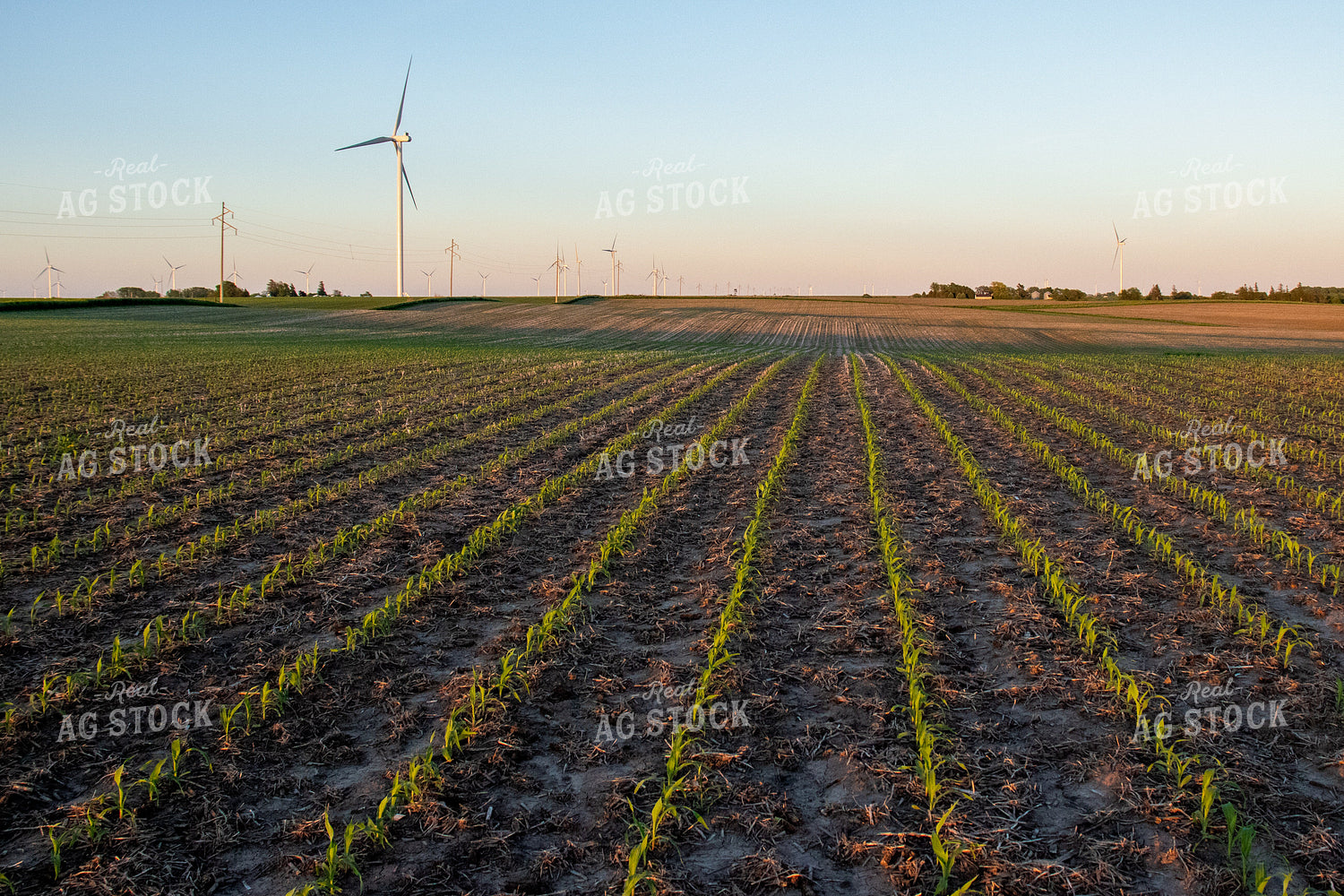 Corn Field with Windmills 67114