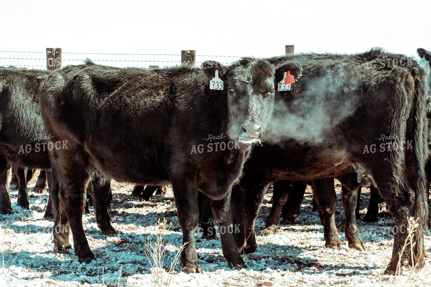 Angus Cattle in Winter Pen 58099