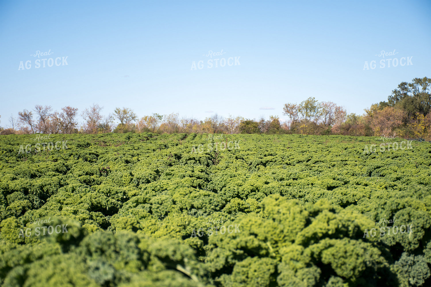 Kale Field 50199
