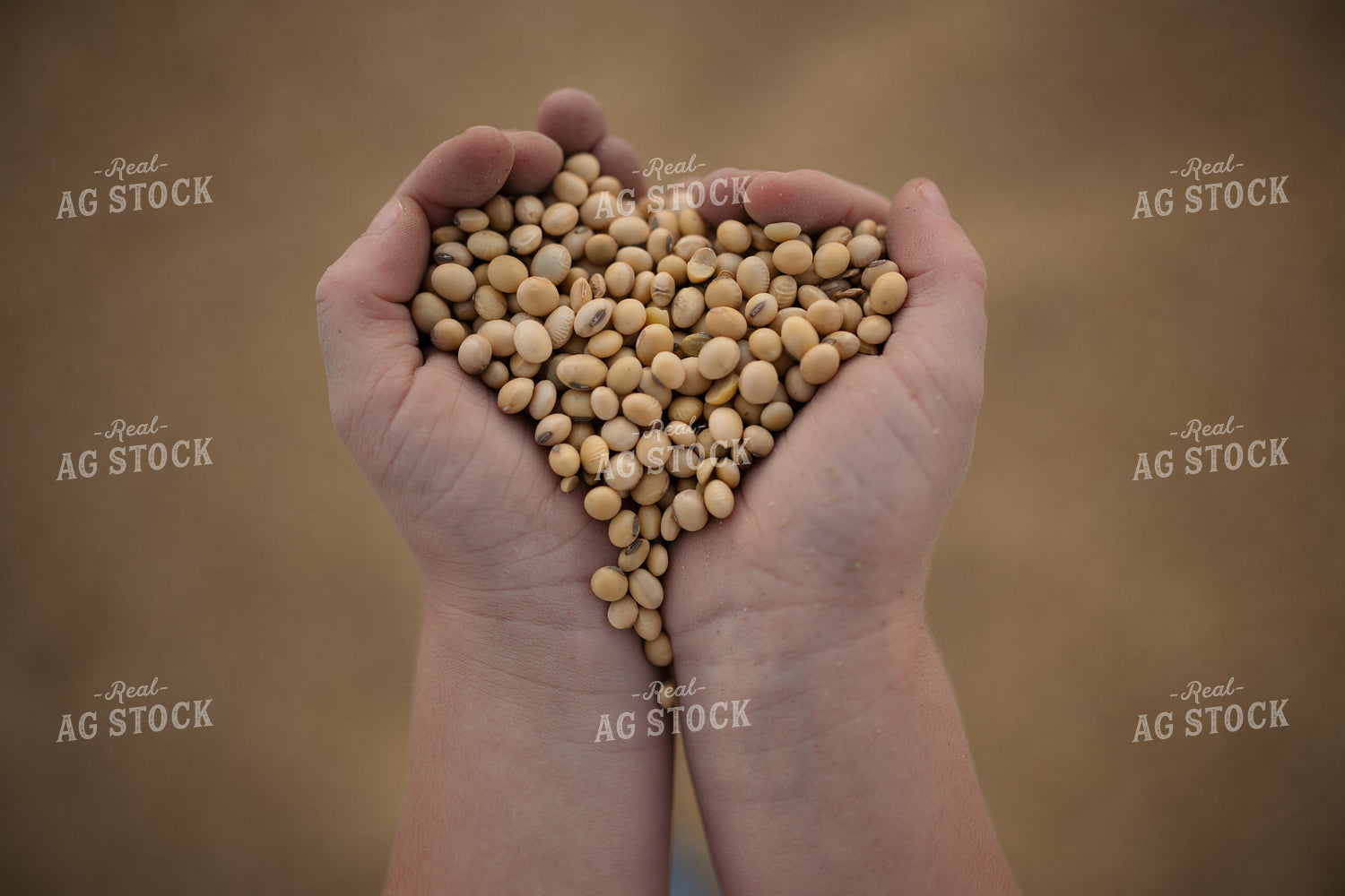 Farm Kid Holding Harvested Soybeans 170005