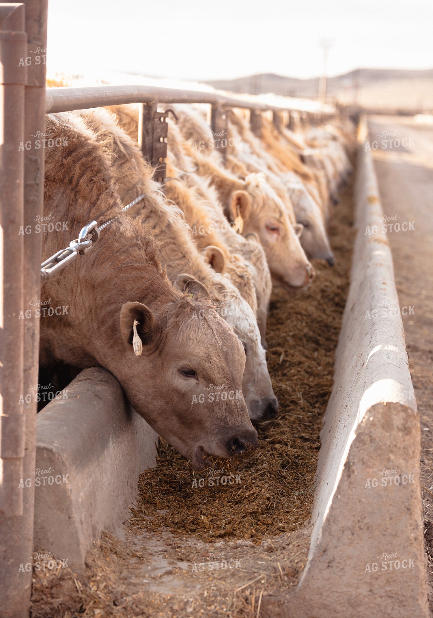 Charolais Cattle Eating in Feedlot 114072
