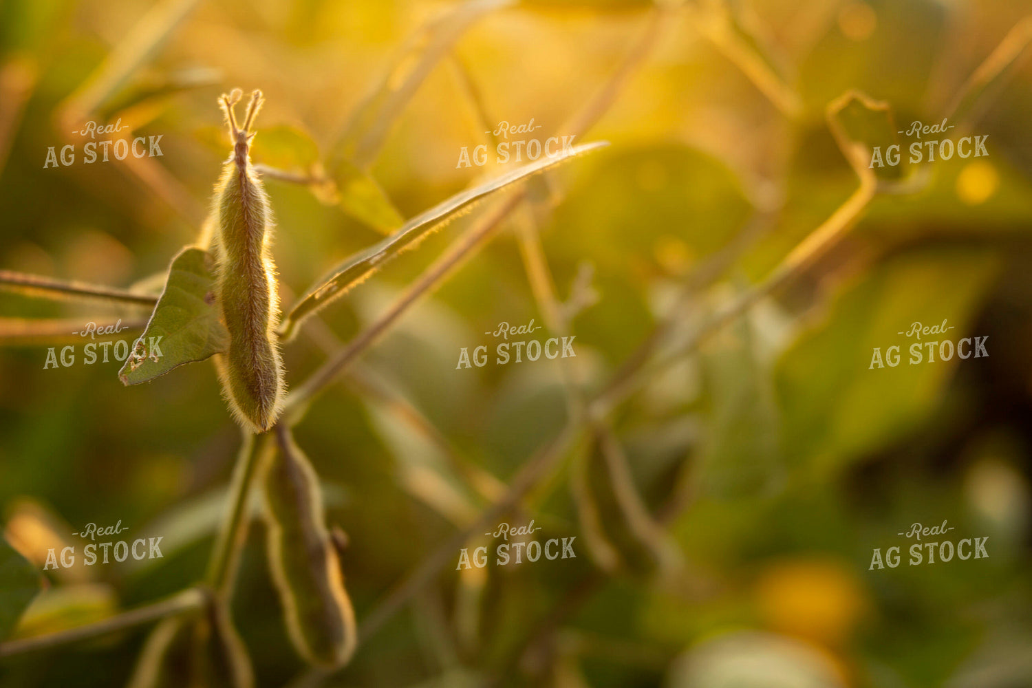 Soybeans - Mid-Season 2387