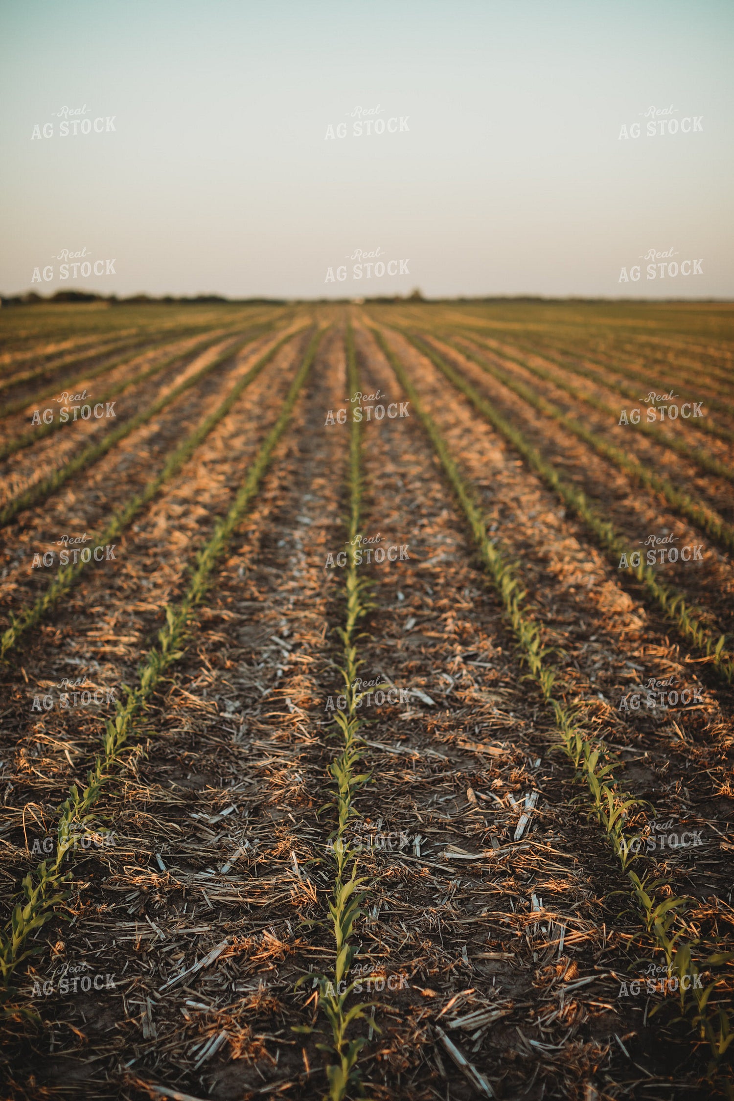 V2 V3 Corn Field with Triticale Cover Crop 5904