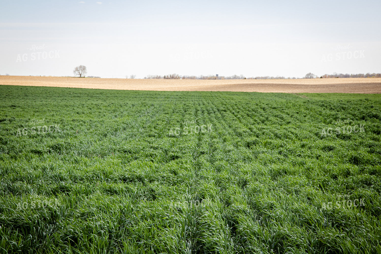 Cover Crops 67698