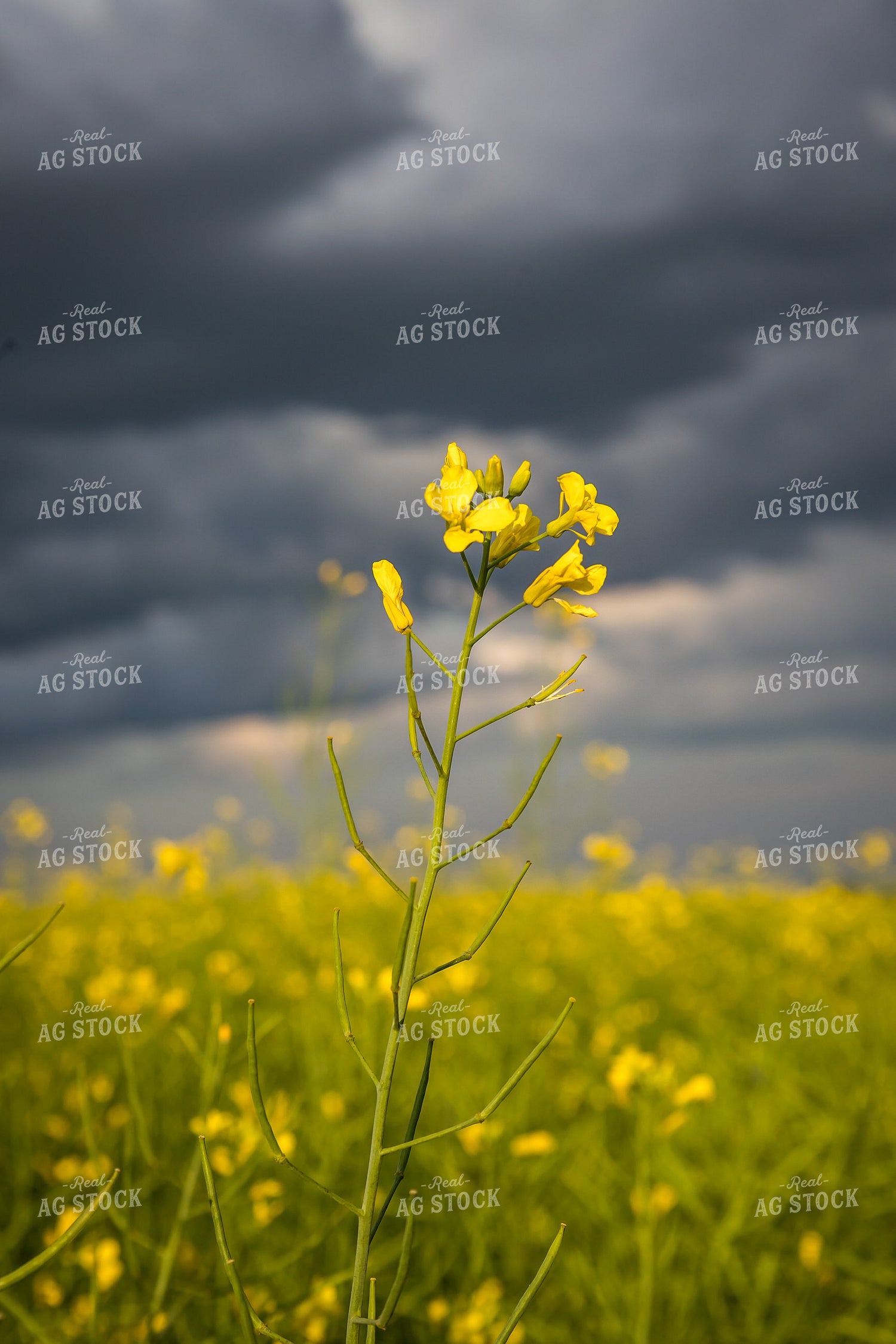 Storm Over Canola Field 138080