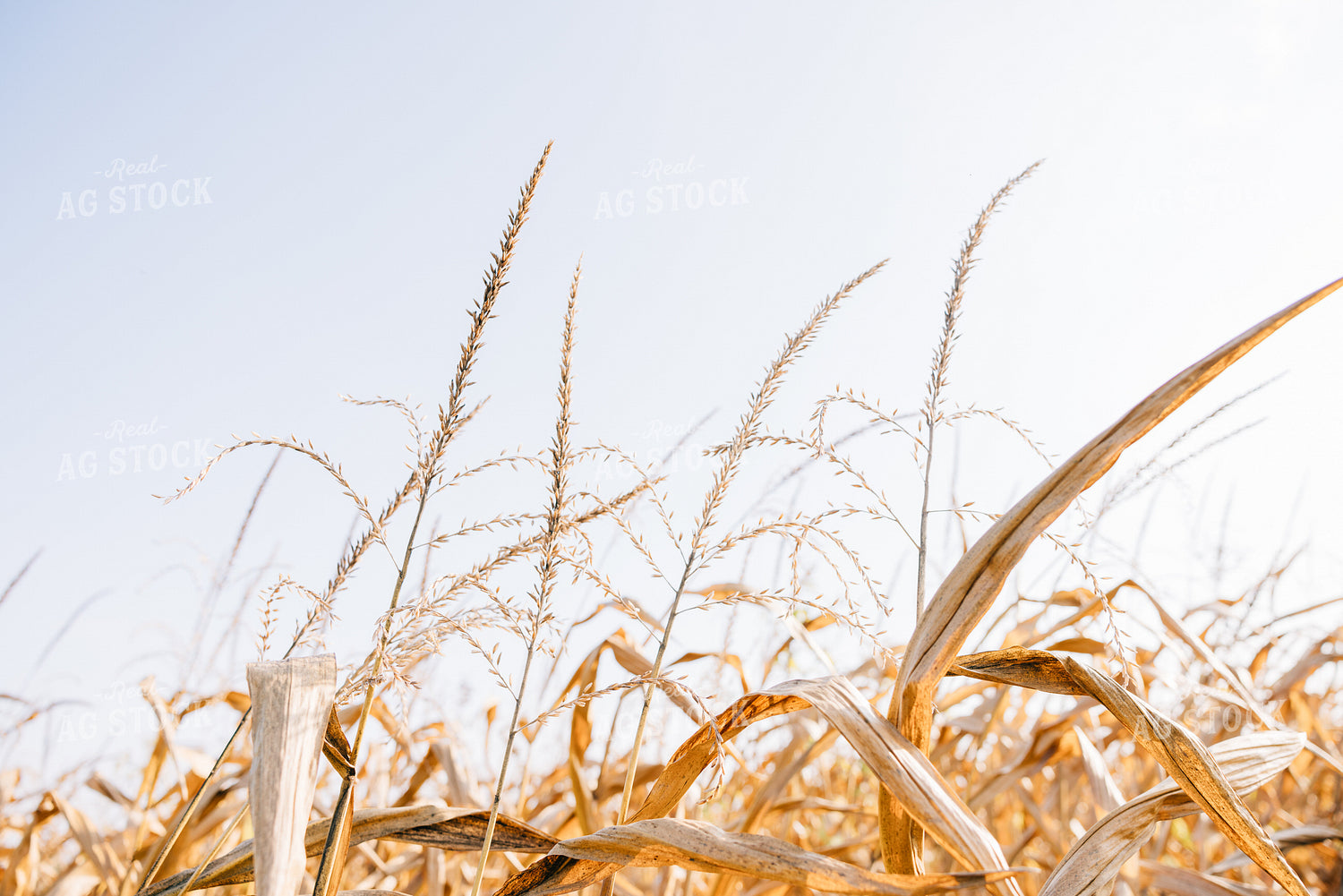 Dried Corn Ear 178083
