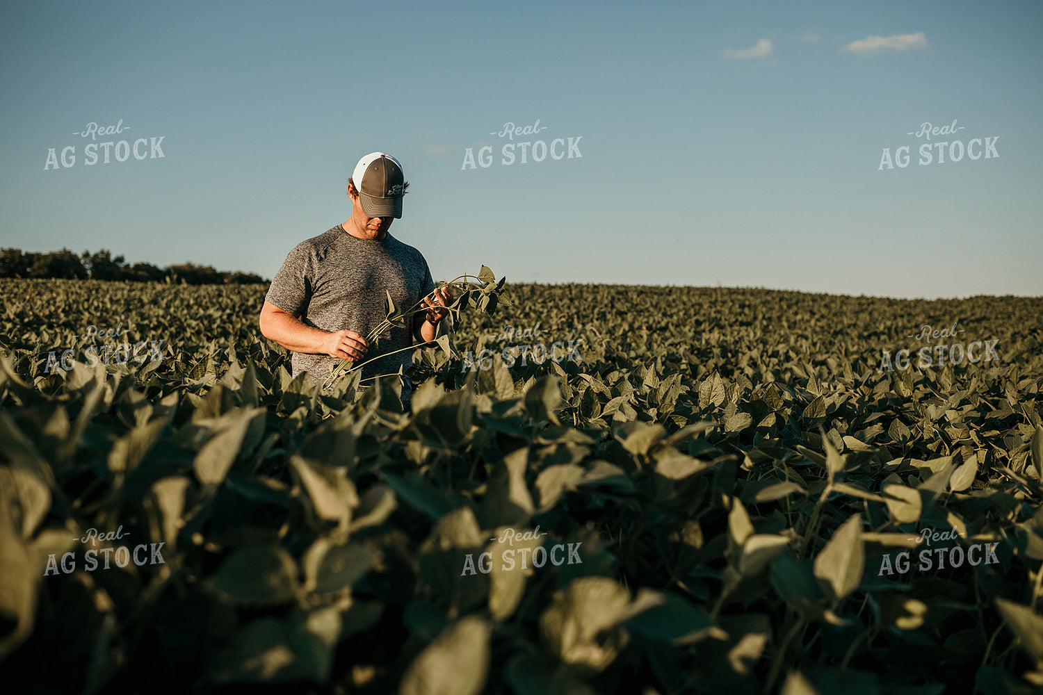 Farmer in Soybean Field Yield Estimate 3172