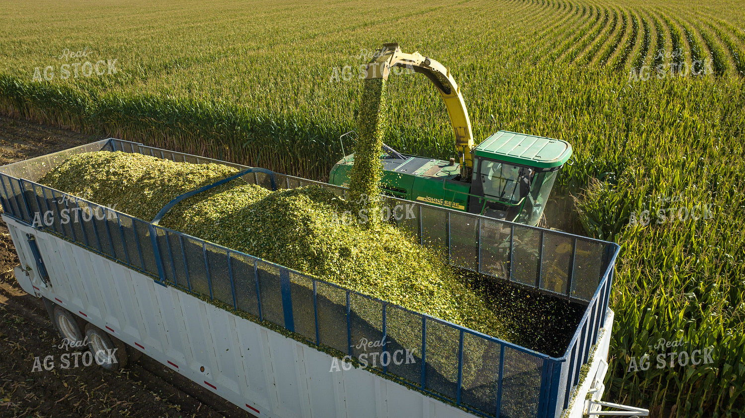 Silage Harvest 56536