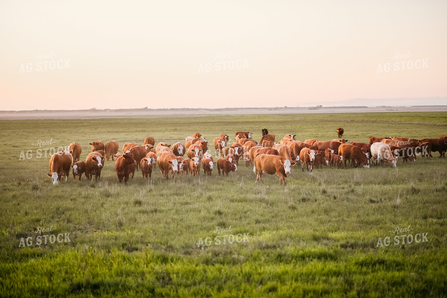 Hereford Cattle in Pasture 64261