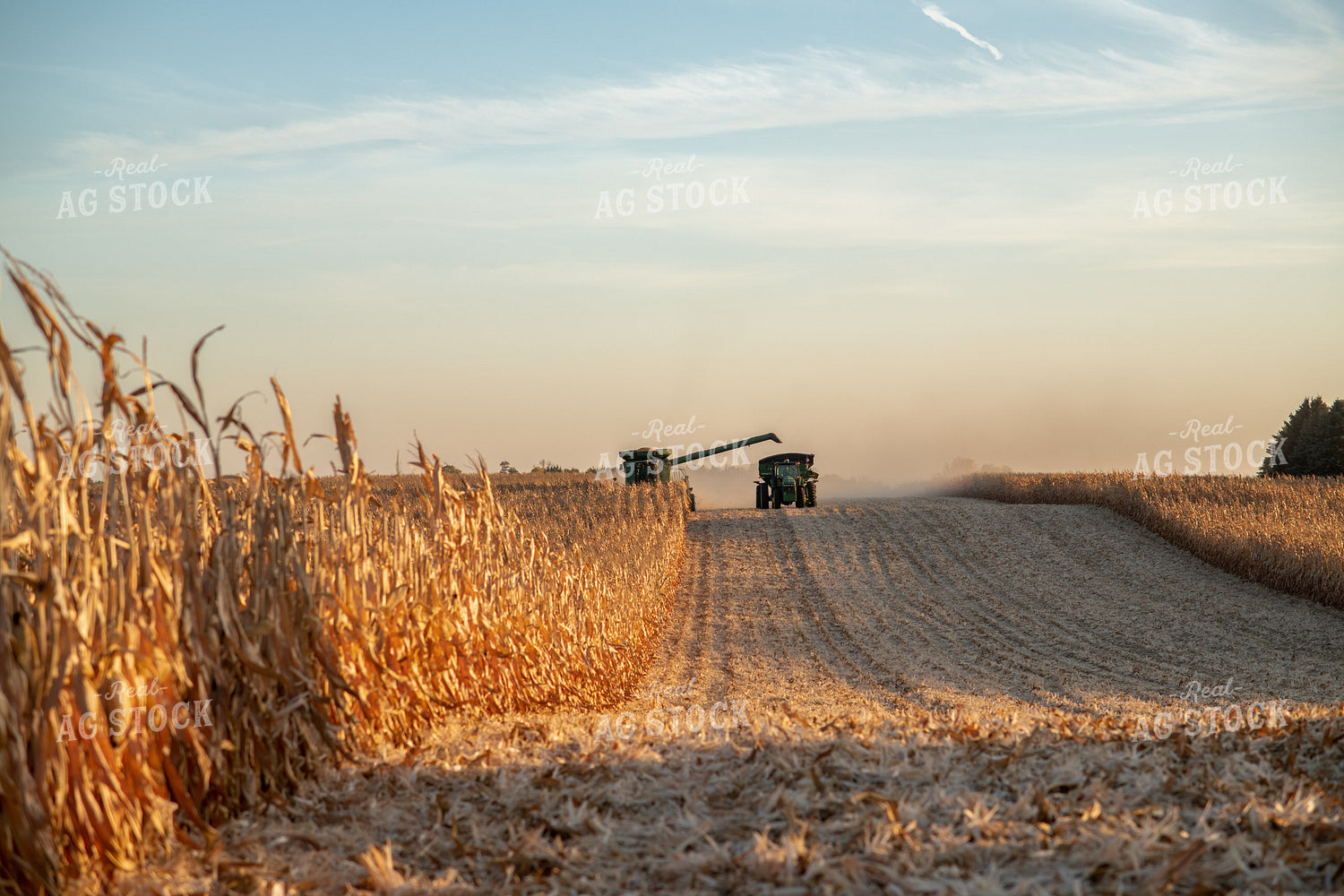 Corn Harvest 76339