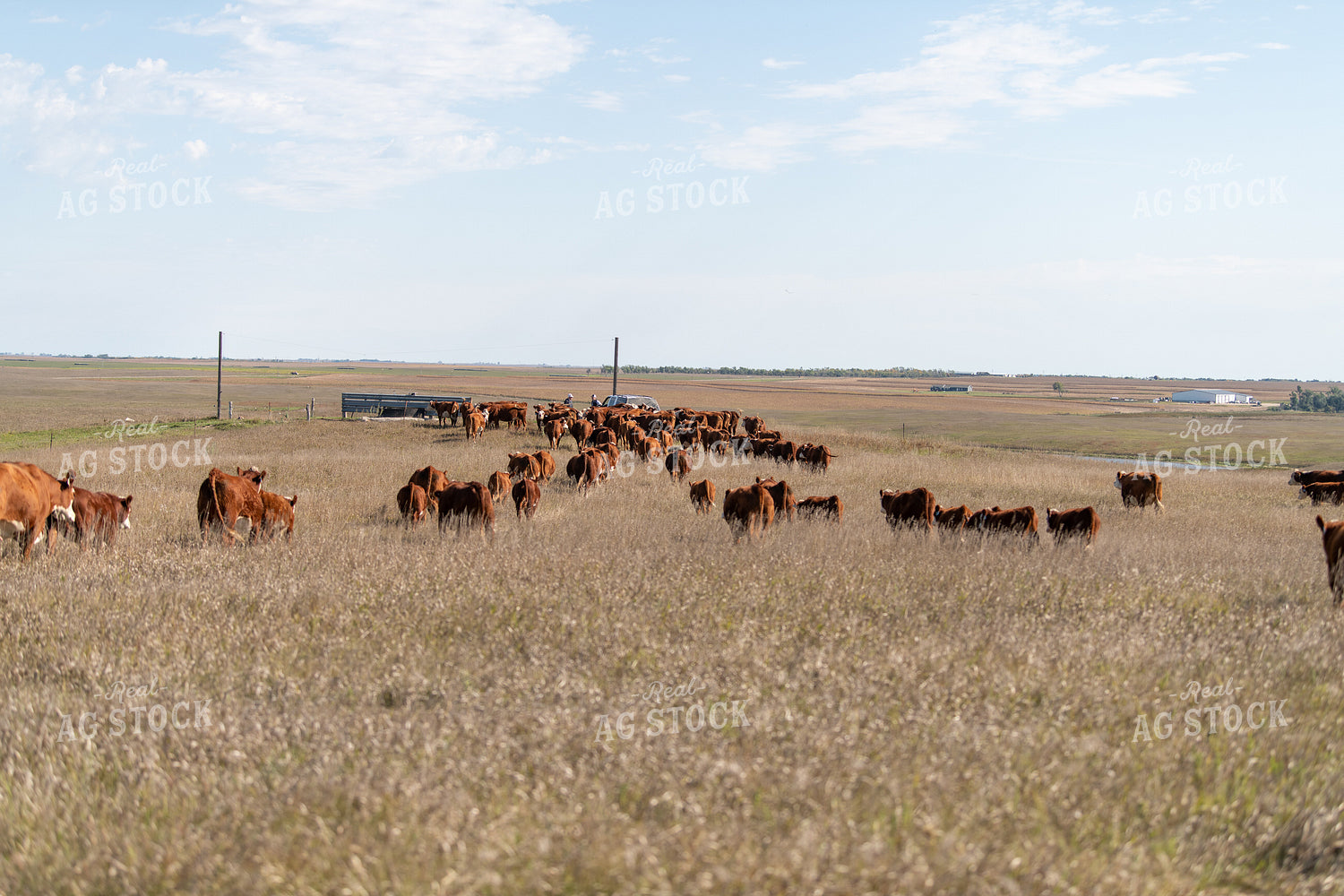 Herding Cattle 212017