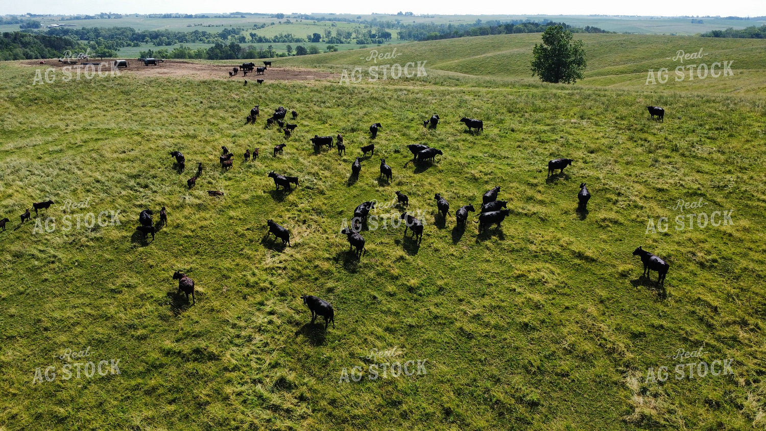 Aerial of Cattle on Pasture 215002