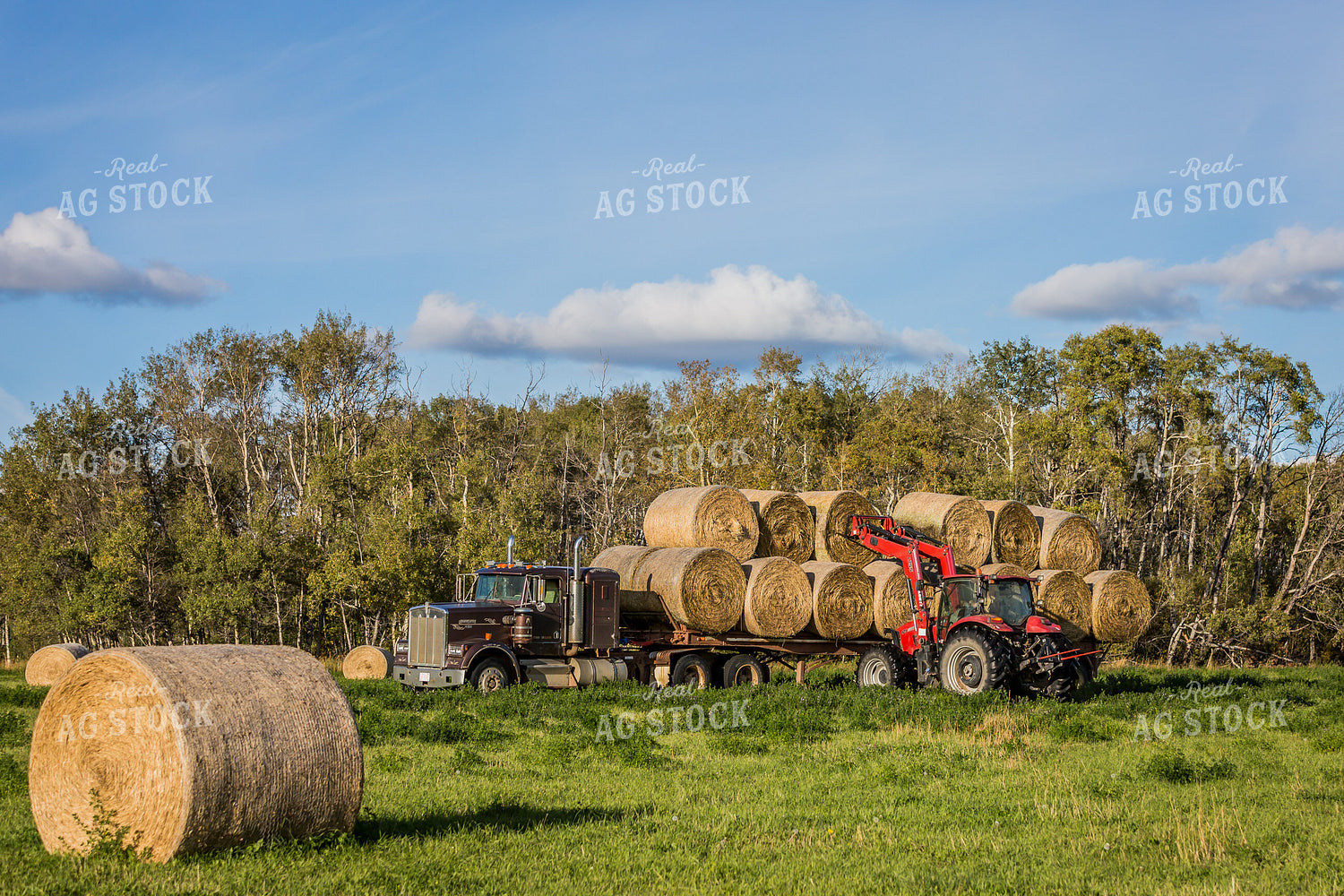 Loading Hay Bales onto Trailer 138131