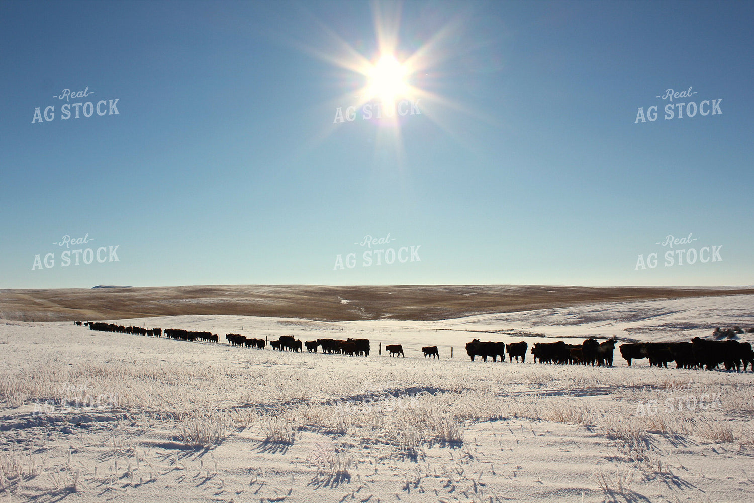 Cattle on Snowy Pasture 183005