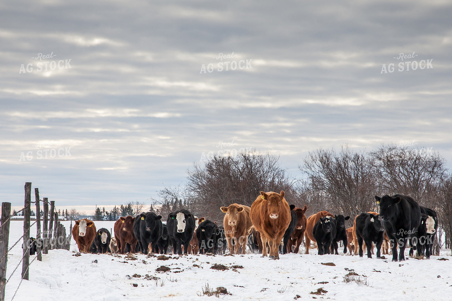 Cattle in Pasture at Sunset 138116
