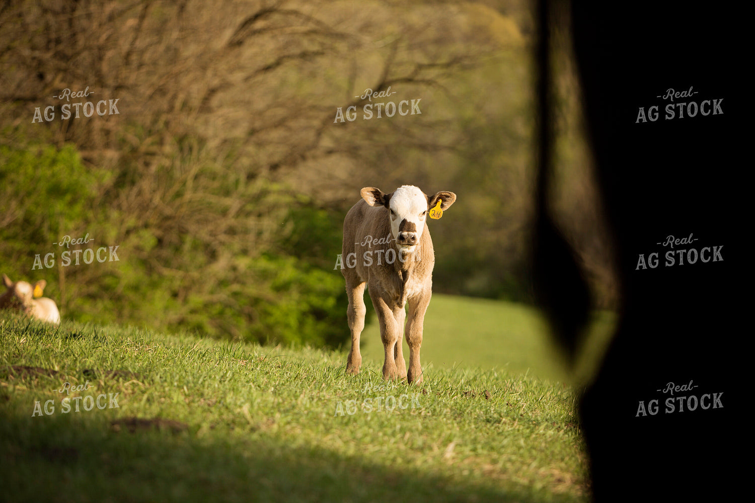 Calf - Charolais and Angus Cross 8