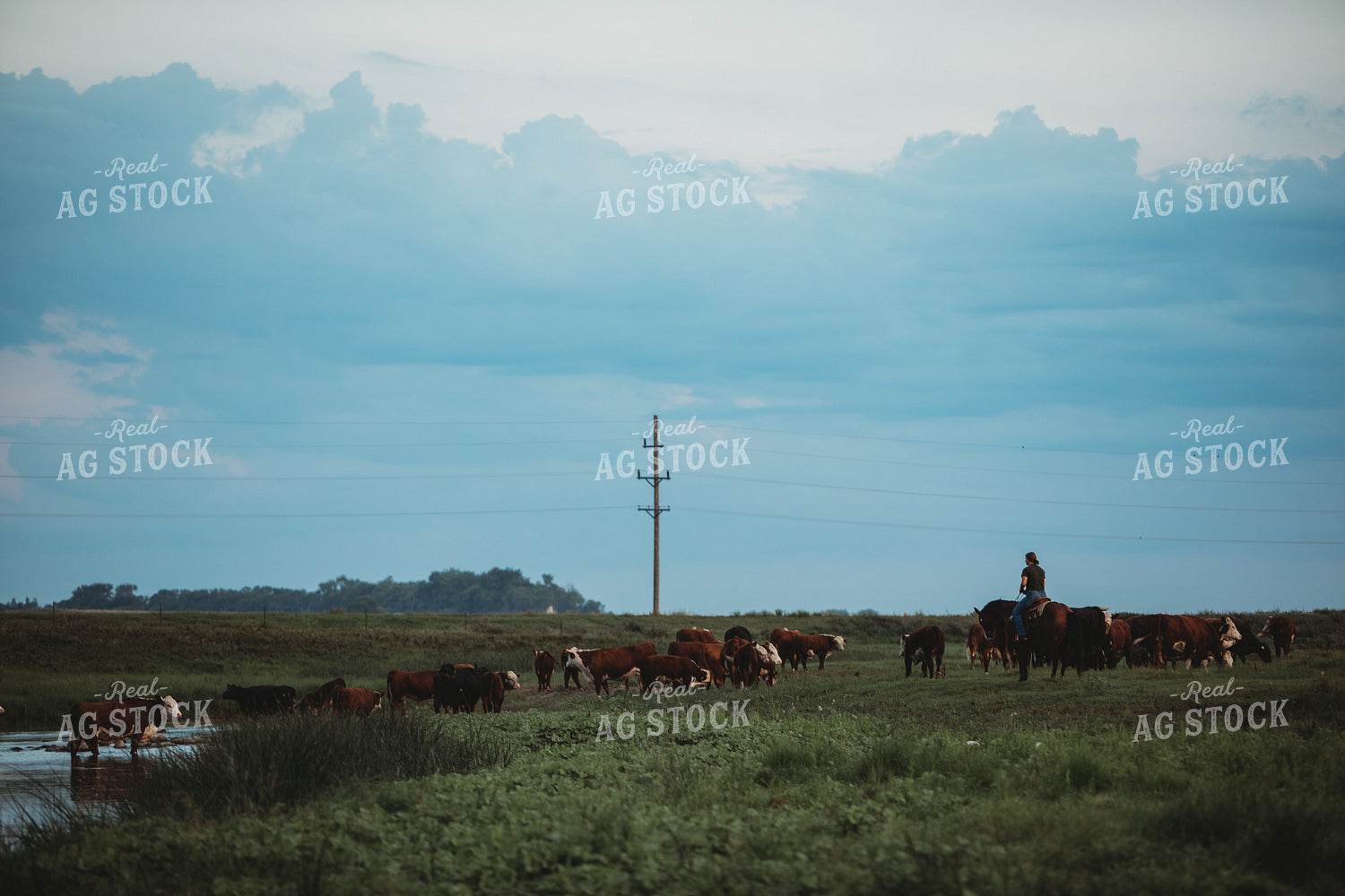Rancher on Horse in Pasture 6446