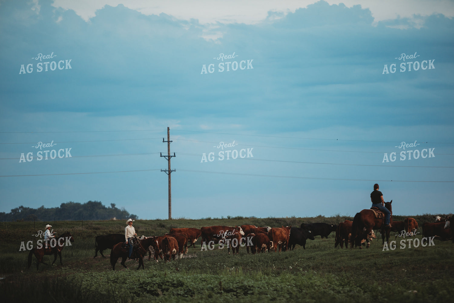 Ranchers in Pasture with Cattle 6449