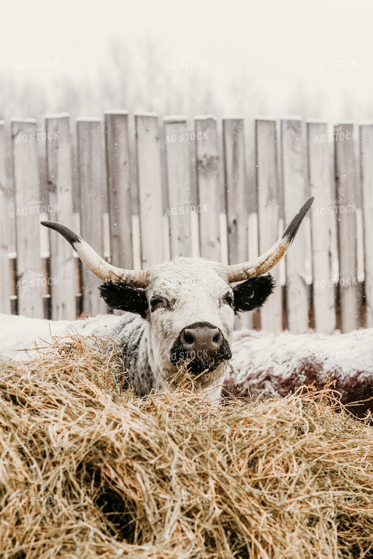 Angus Cow in Snow 64194