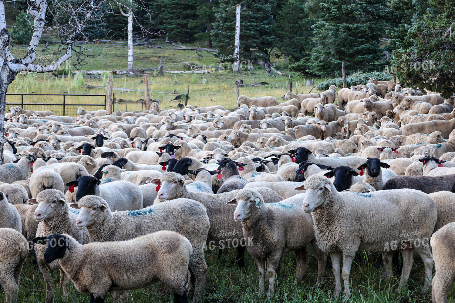 Sheep 261012