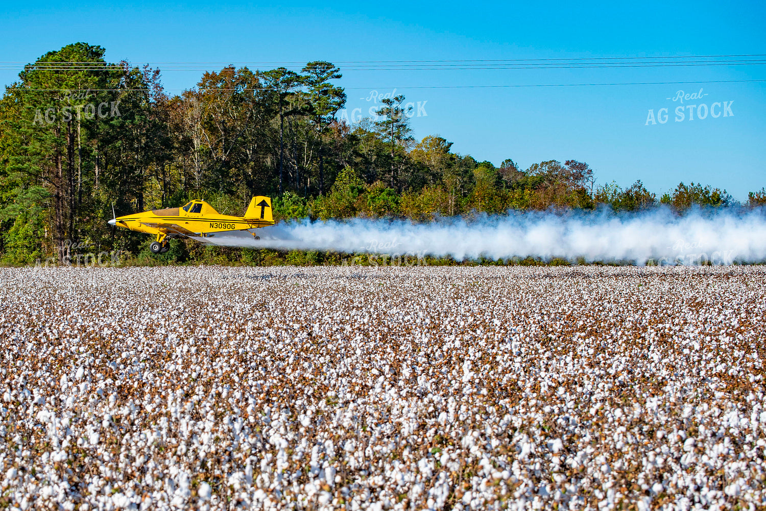 Crop Duster Spraying Cotton Field 136253