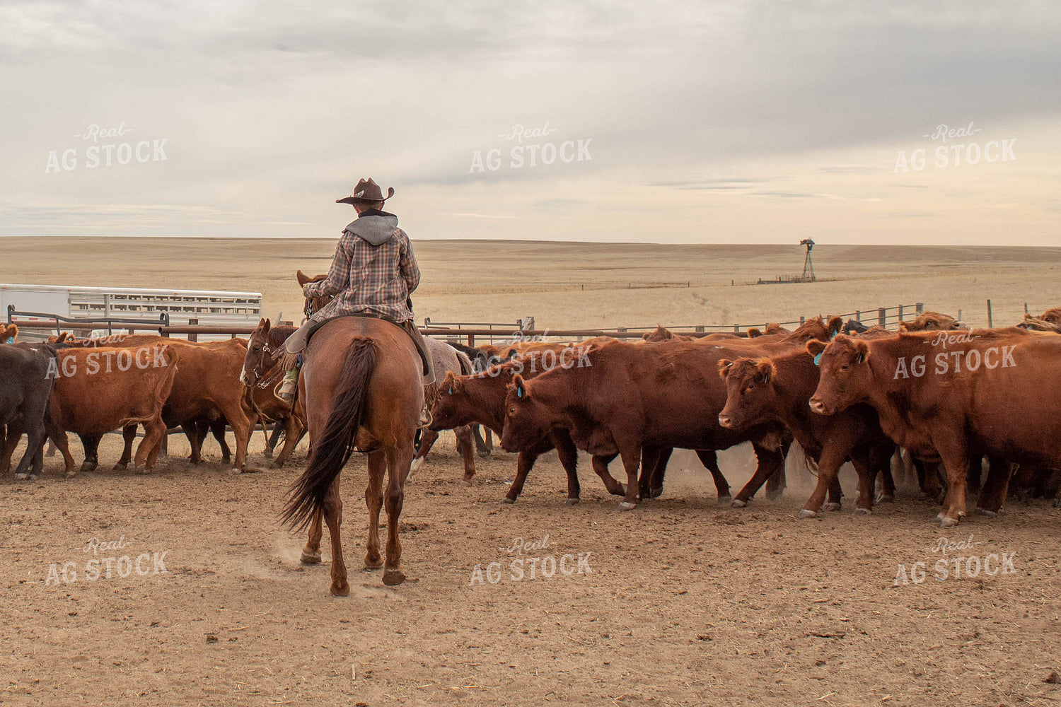 Rancher with Cattle 97001