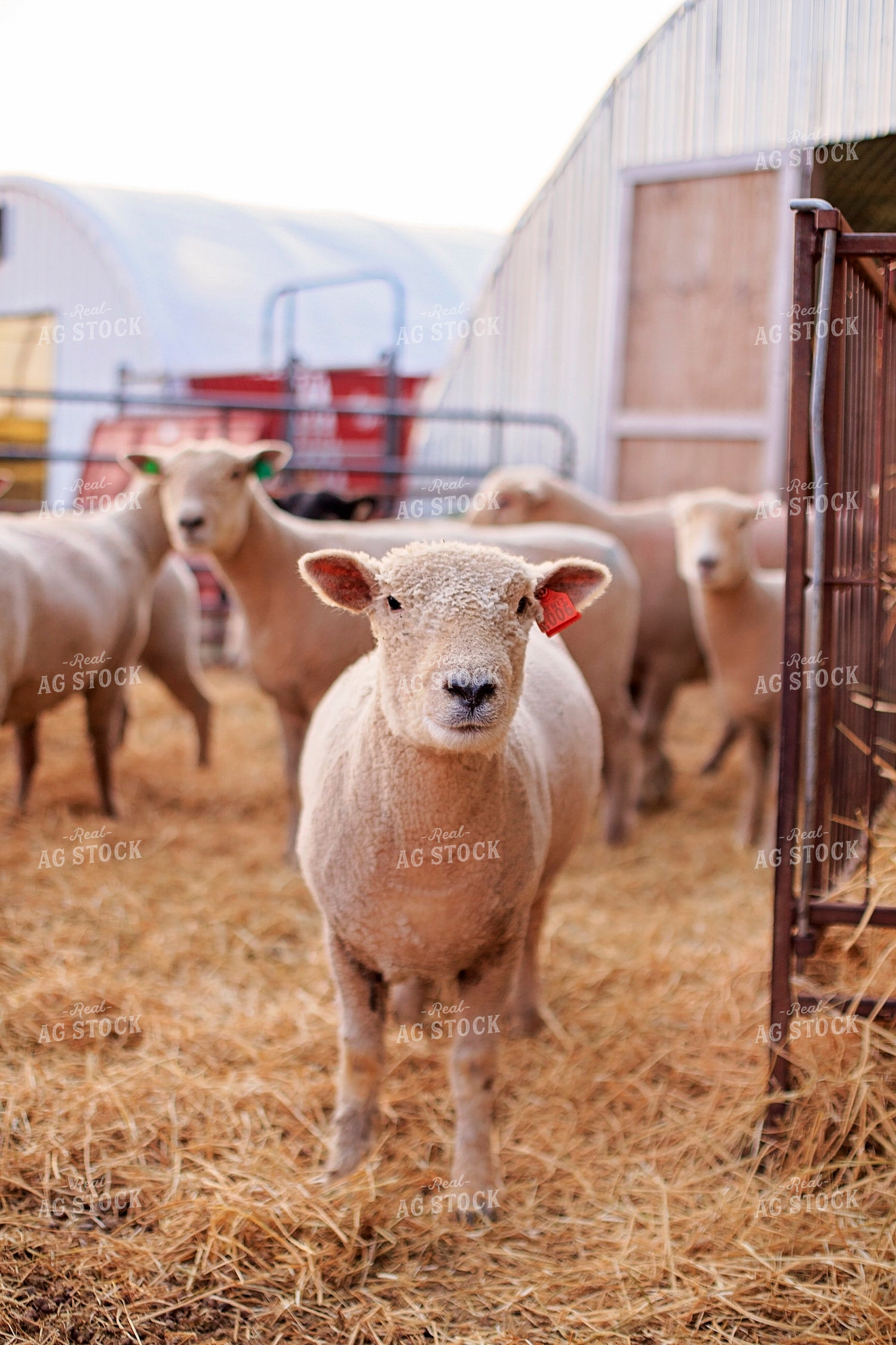 Sheep in Farmyard 93182