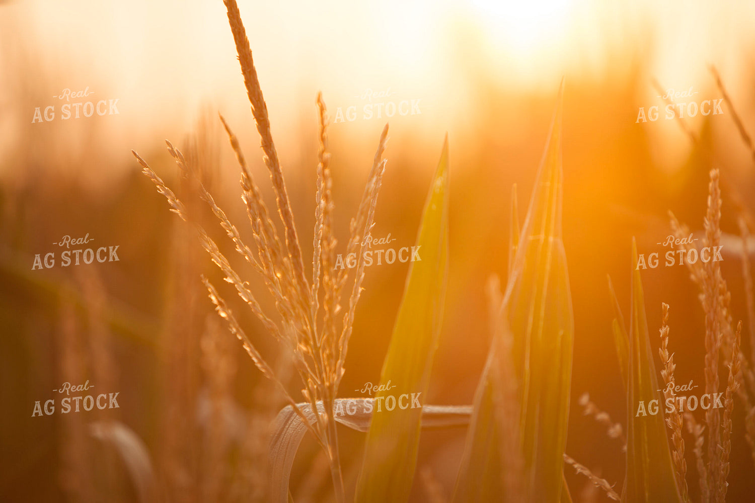 Corn - Mid-Season 1296