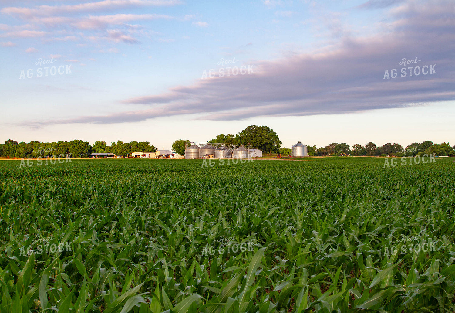 Field of Corn with Farmyard 79045