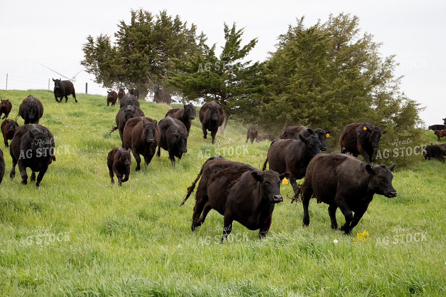 Angus Cattle in Pen 67097