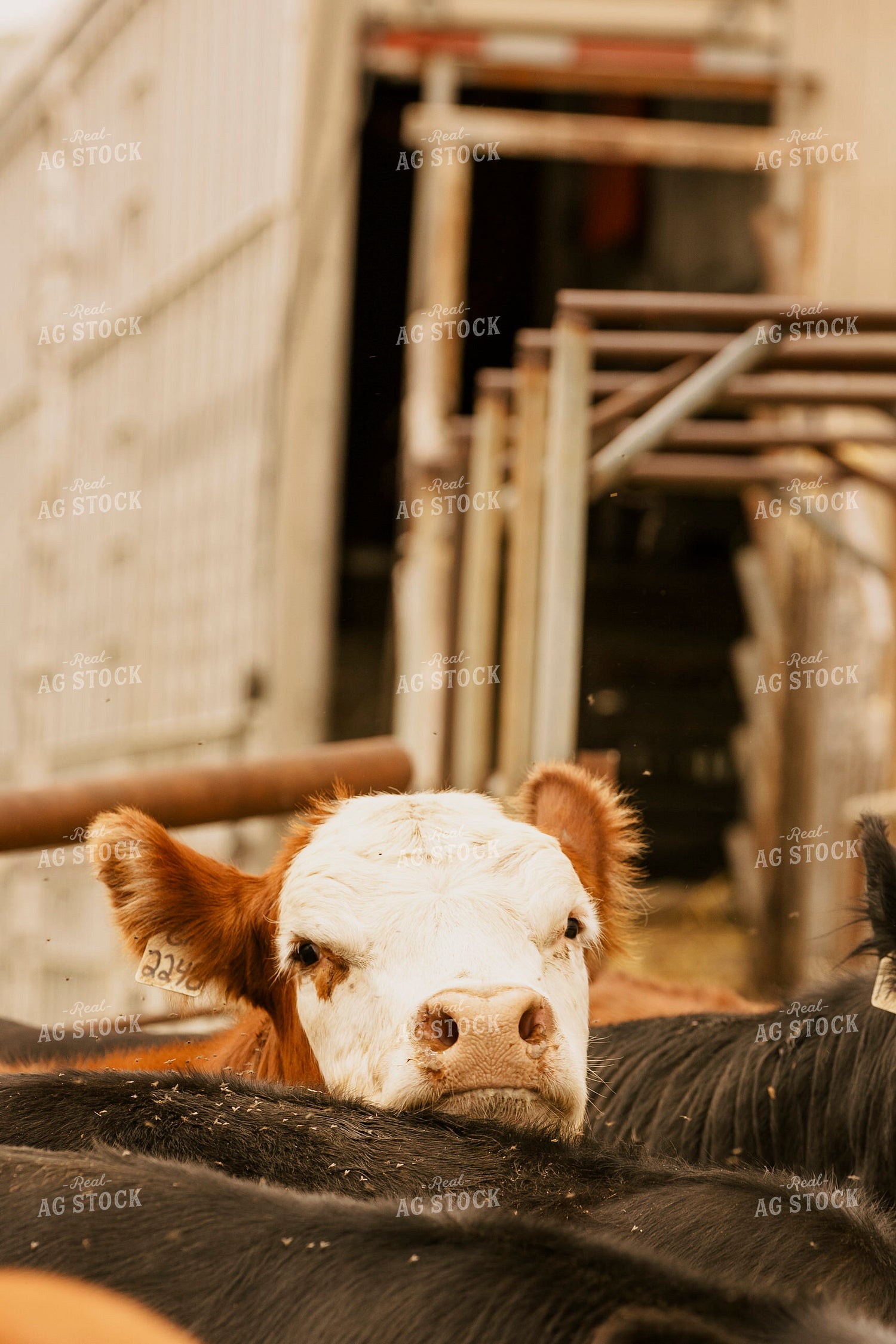 Loading Cattle 207025