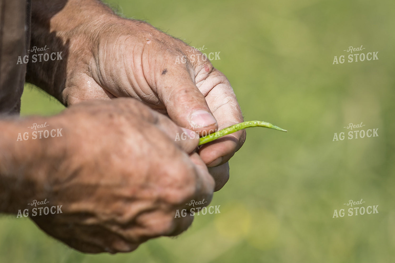 Farmer with Canola in Hands 138090