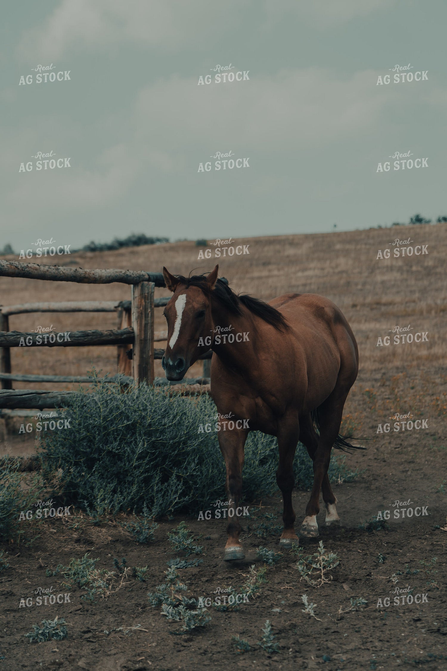 Ranch Horse 58170