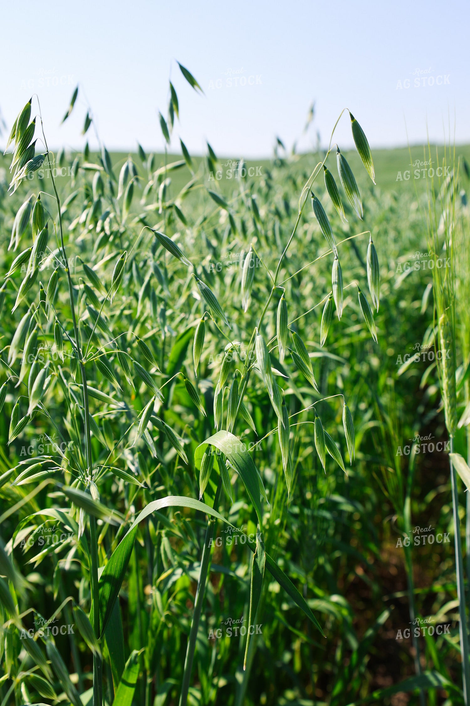 Oats 187056