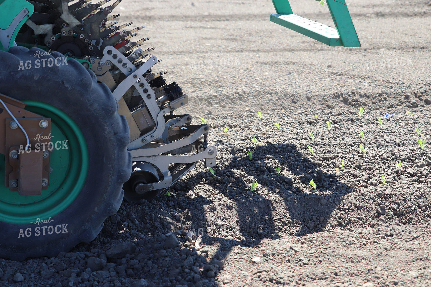 Planting Artichokes 102125