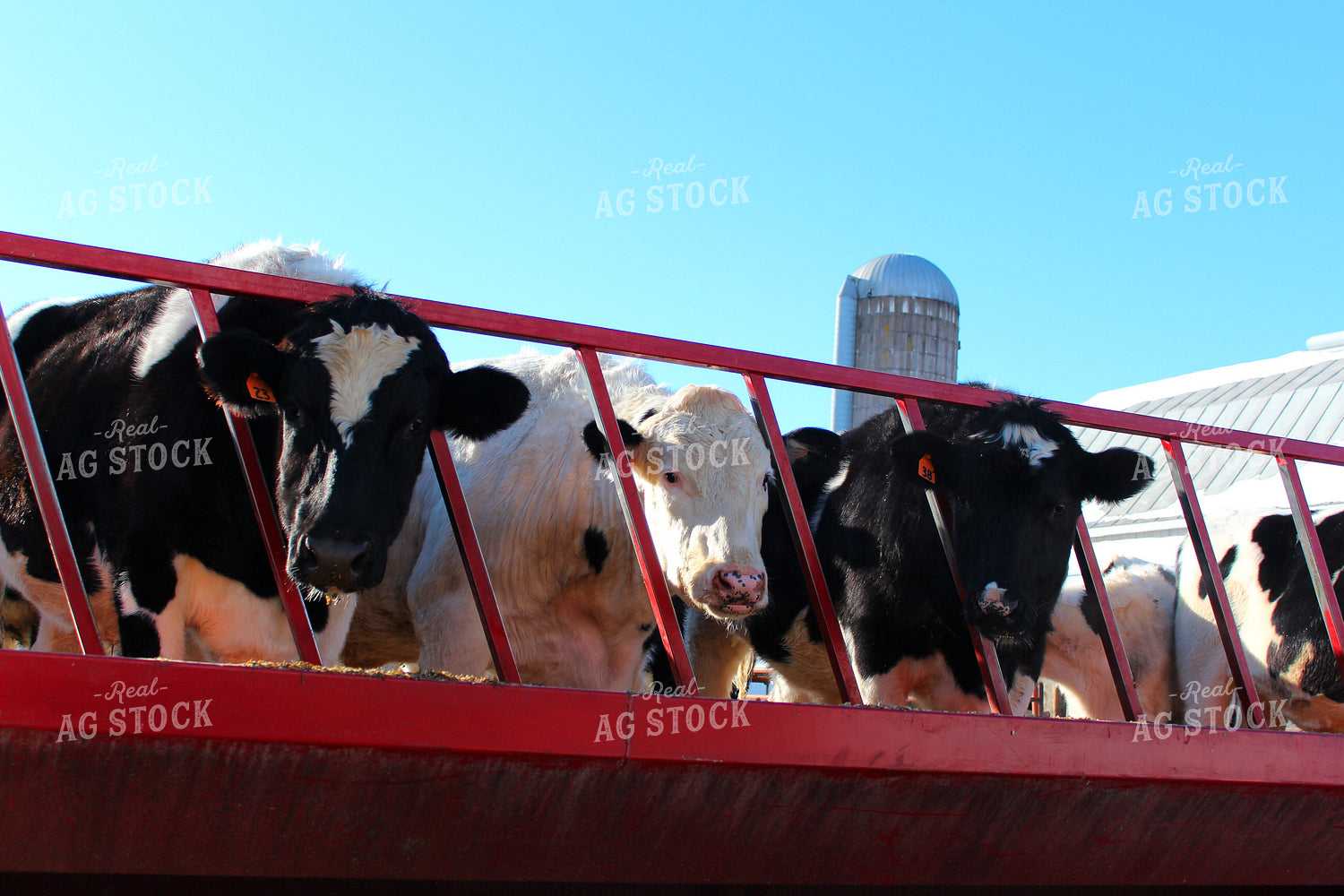 Milk Cows 161070