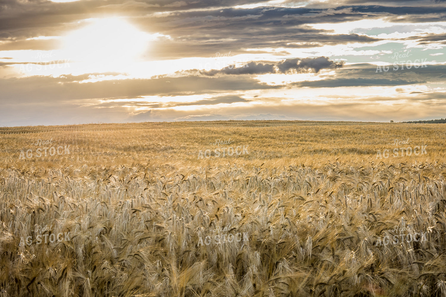 Dried Hay Field 138048