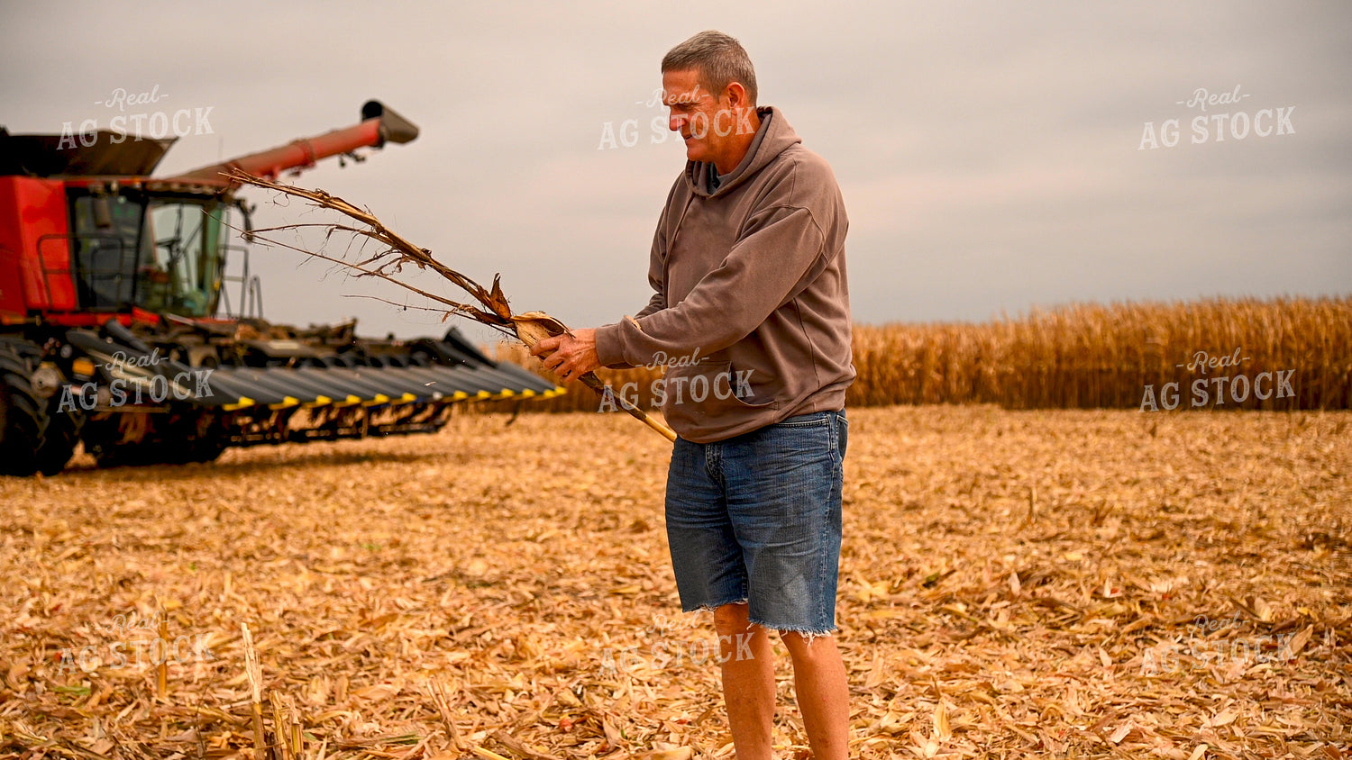 Farmer Looking at Diseased Corn Stalk in Field 25591
