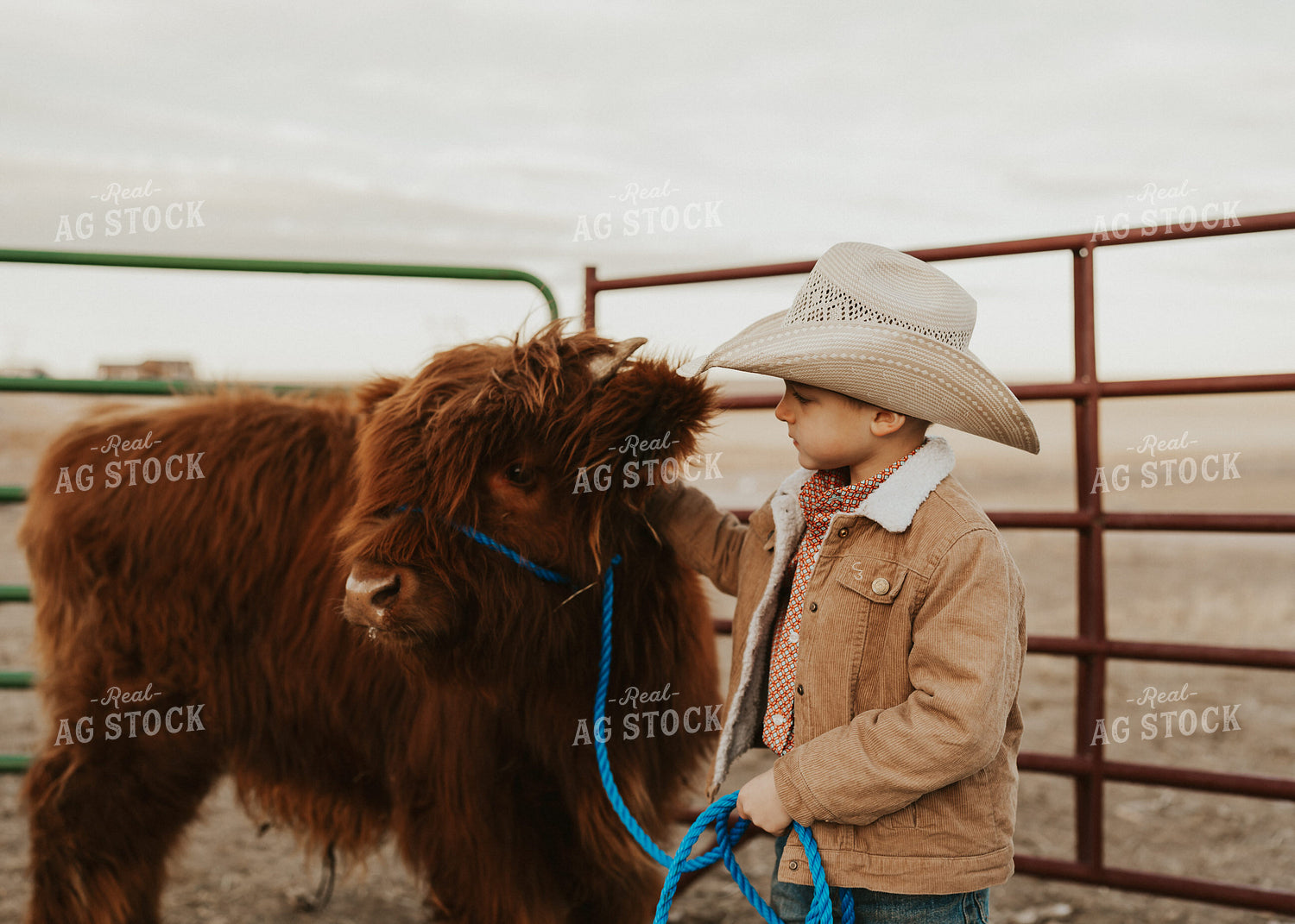 Farm Kid with Highland Calf 61224