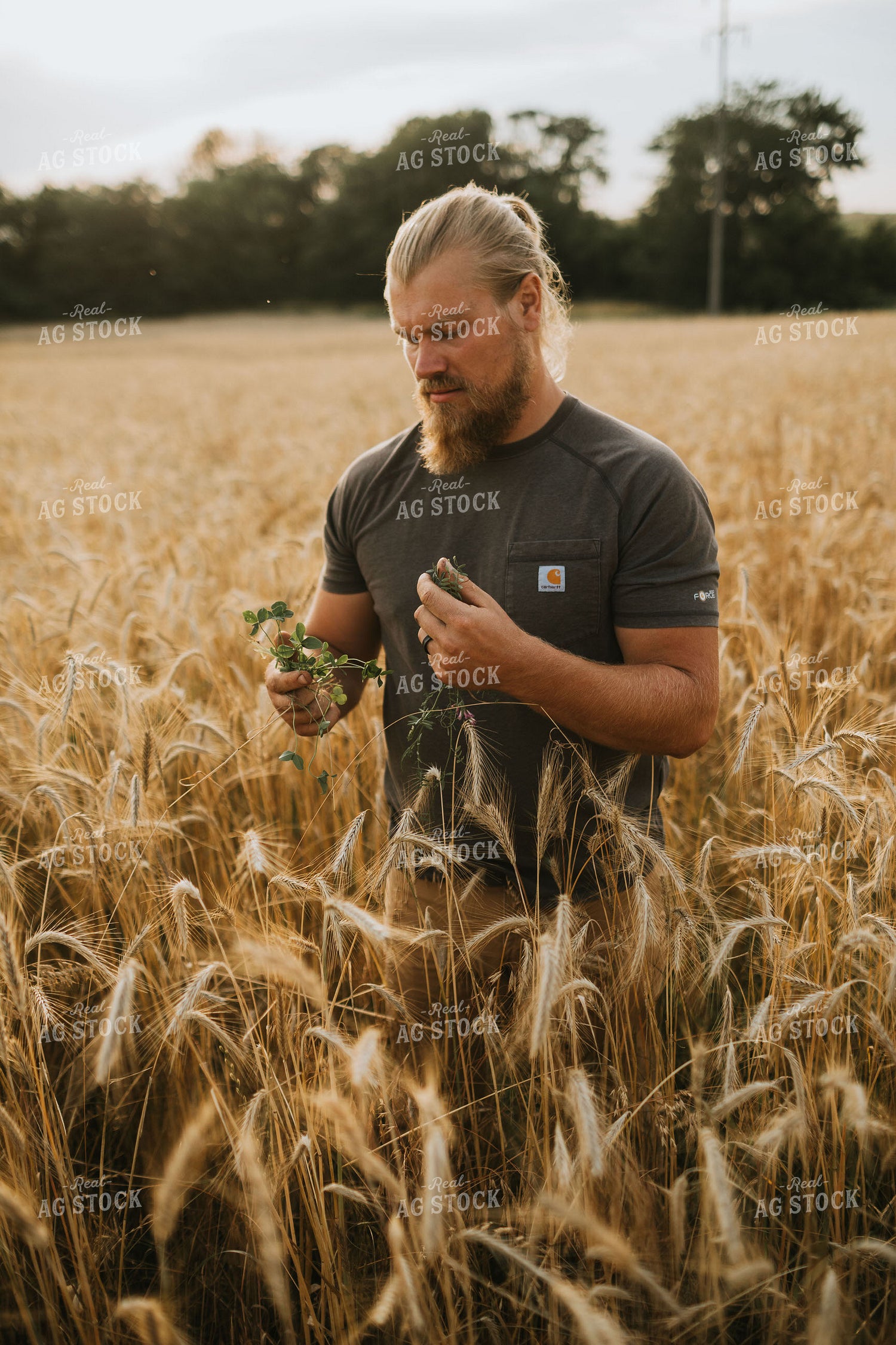Farmer in Rye Field 5975