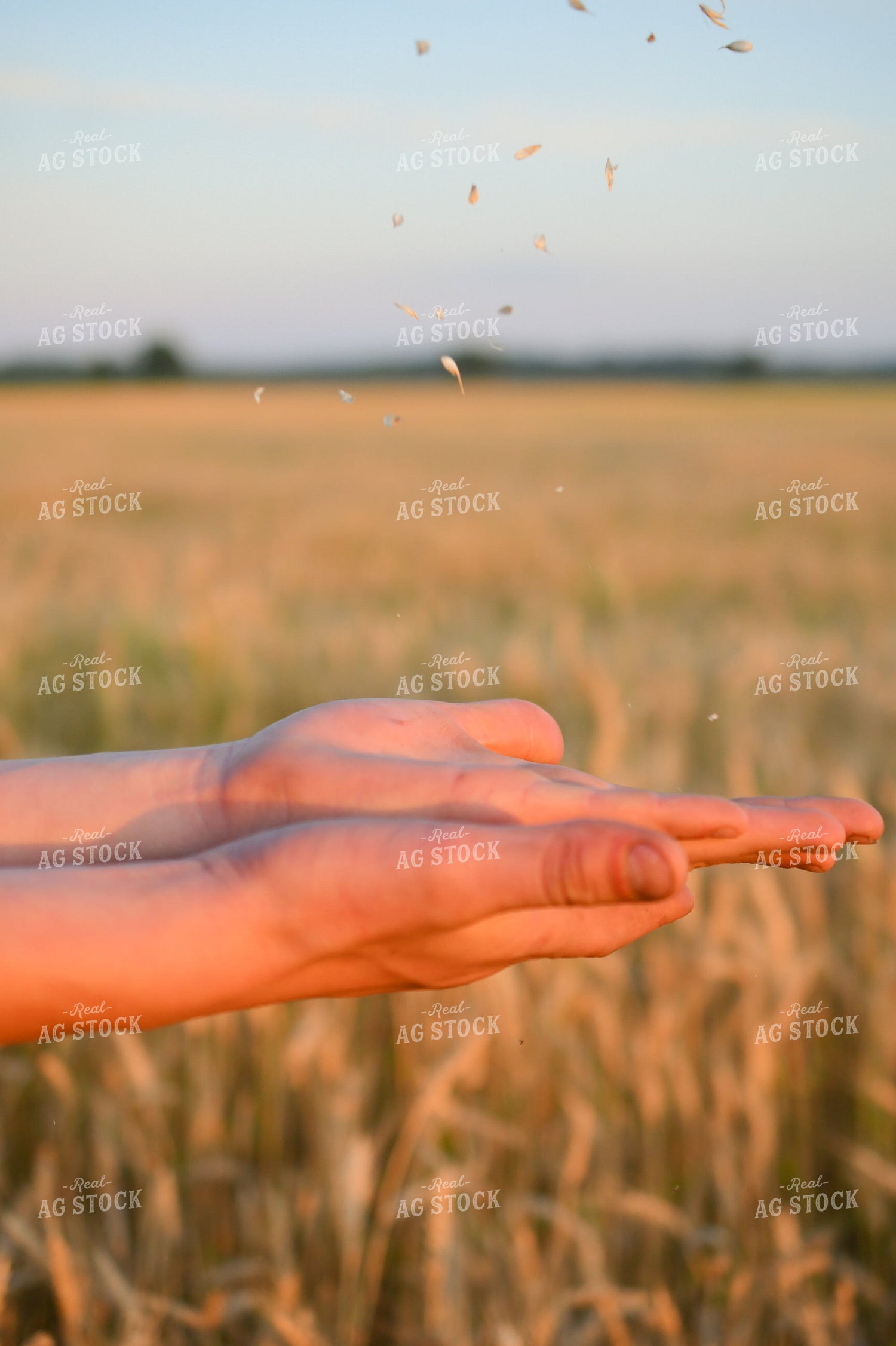 Hand Holding Oats 191183