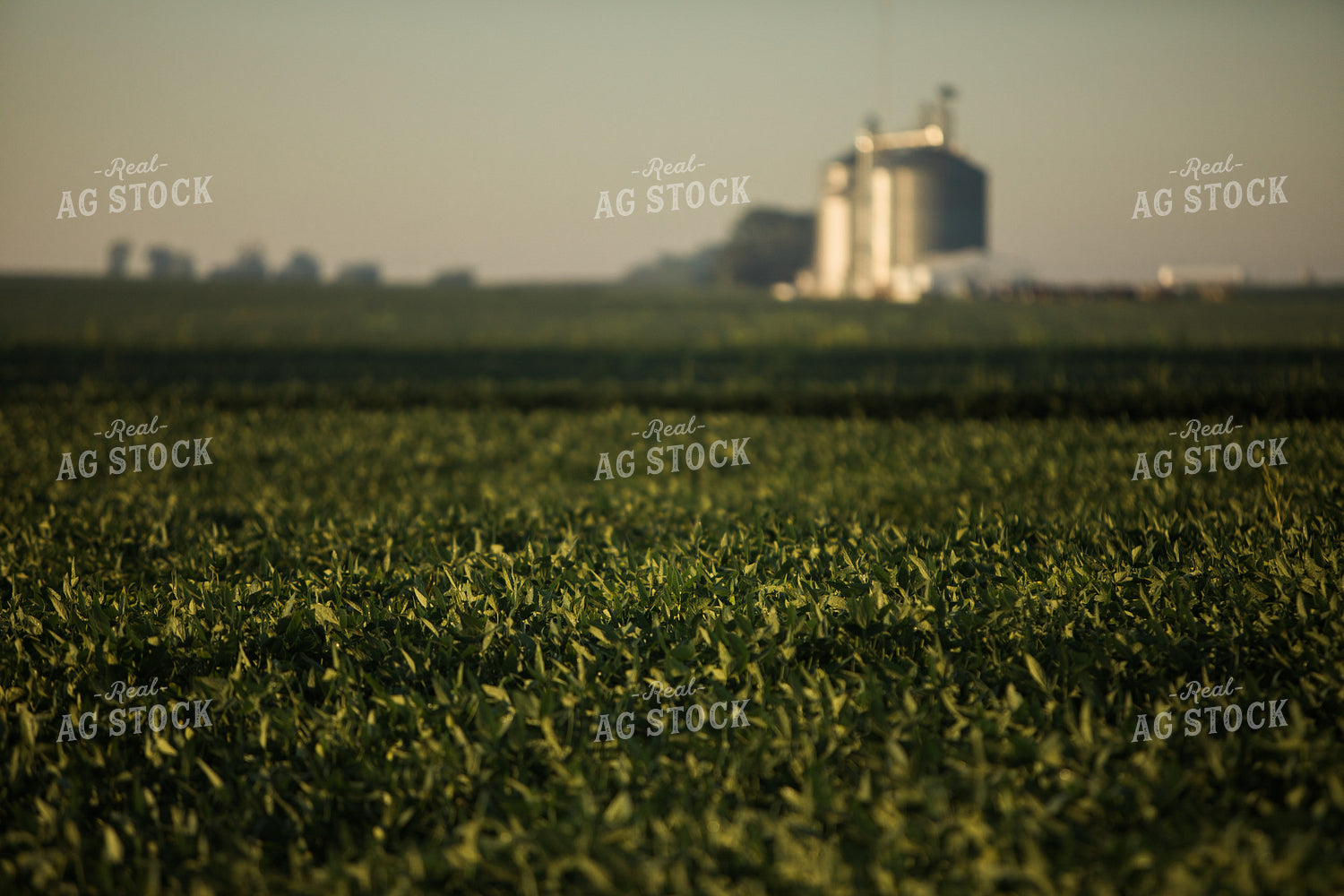 Soybean Field at Sunrise 3278