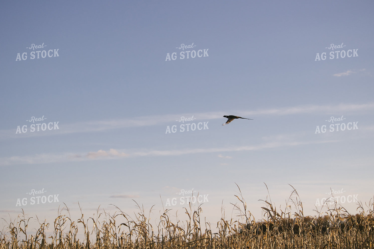 Wildlife Pheasant Flying over Corn Field 70024