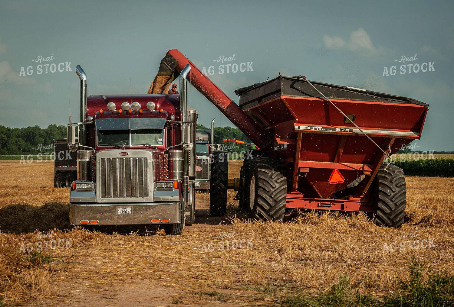 Auger Wagon Dumping Wheat into Semi 59003